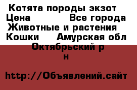 Котята породы экзот › Цена ­ 7 000 - Все города Животные и растения » Кошки   . Амурская обл.,Октябрьский р-н